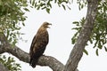 Wahlbergs Arend, Wahlberg's Eagle, Hieraaetus wahlbergi