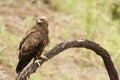 Wahlbergs Arend, Wahlberg's Eagle, Hieraaetus wahlbergi