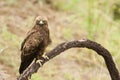 Wahlbergs Arend, Wahlberg's Eagle, Hieraaetus wahlbergi