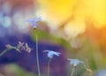 Wahlenbergia, Australian wildflower, native bluebell