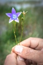 Wahlenbergia capensis Cape bluebell, Blue and white Wild flower being held in a mans hands, Cape Town