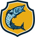 Wahoo Fish Jumping Shield Retro Royalty Free Stock Photo