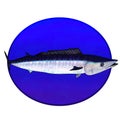 A wahoo fish underwater in a blue circle Royalty Free Stock Photo