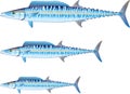 Wahoo game fish Vector illustration Royalty Free Stock Photo