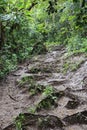 Waikamoi Nature Trail, a muddy path, filled with tree roots, through a rainforest in Haiku, Maui