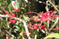 Waikiki, Hawaii, botanical garden