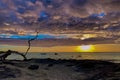 Waikoloa, Beach Hawaii sunset dead tree silhouette Royalty Free Stock Photo