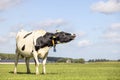 Wailing cow with black dots standing mooing in a field, totally in view