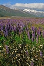 Waimakariri Valley in Summer Royalty Free Stock Photo