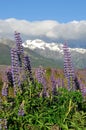 Waimakariri Valley in Summer Royalty Free Stock Photo