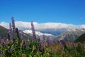 Waimakariri Valley in Summer Royalty Free Stock Photo