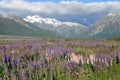 Waimakariri Valley in Summer Royalty Free Stock Photo