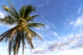 Waimea Bay Coconut