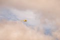 Waimea Canyon, Hawaii - May 06, 2015: Yellow helicopter flying tourist over Waimea Canyon in the blue sky Royalty Free Stock Photo