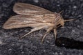 Wainscot Moth Royalty Free Stock Photo