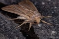 Wainscot Moth