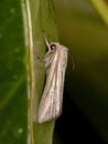 Wainscot Moth