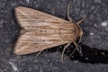 Wainscot Moth