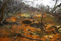 Waiotapu Orange Moss