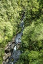 Waipapa River hidden in native bush