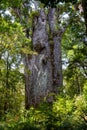 Waipoua kauri forest. Giant tree Kauri. Nature parks of New Zealand. Royalty Free Stock Photo