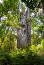 Waipoua kauri forest. Kauri tree. Nature parks of New Zealand. Royalty Free Stock Photo