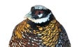 Waist Portrait of Reeve\'s Pheasant