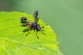 Waisted Beegrabber - Physocephala rufipes resting on a leaf.