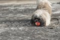 `Wait Here` Cutest puppy listens in obedient with the owner