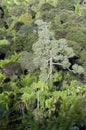 Waitakere Ranges - New Zealand