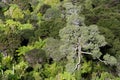 Waitakere Ranges - New Zealand