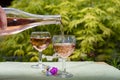 Waiter pouring cold rose wine in glasses in summer sunny day in blossoming garden