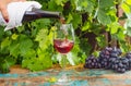 Waiter pouring a glass of red wine, outdoor terrace, wine tasting in sunny day, green vineyard garden background.