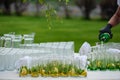 The waiter prepares mojito drinks for a festive banquet in nature Royalty Free Stock Photo