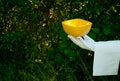 A waiter`s hand in a white glove holds a yellow bowl against the background of nature Royalty Free Stock Photo
