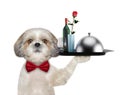 Waiter shitzu dog with dishes, wine and rose. Isolated on white Royalty Free Stock Photo