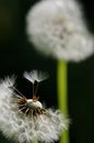 Waiting Royalty Free Stock Photo