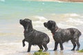 Waiting for the ball. English Cocker Spaniels on the beach