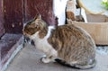 Waiting cat Royalty Free Stock Photo