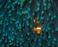 Waiting Clown Fish Royalty Free Stock Photo