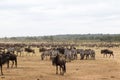 Waiting for the crossing. Accumulation of ungulates on the shore of Mara river. Kenya, Africa Royalty Free Stock Photo