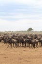 Waiting for the crossing. Big herds of ungulates on the shore. Mara river. Kenya, Africa Royalty Free Stock Photo