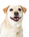 Eager white mixed breed dog wide eyes Royalty Free Stock Photo