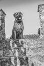 Waiting dog, sitting on top of the stair Royalty Free Stock Photo