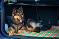 waiting dog in the trunk of a car Royalty Free Stock Photo