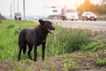 Waiting homeless black Dog on the road, highway Royalty Free Stock Photo