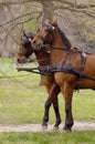 Waiting horses Royalty Free Stock Photo