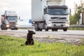 Waiting Lonely Dog on the road Royalty Free Stock Photo