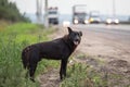 Waiting Lonely Stray Dog on the road, highway Royalty Free Stock Photo