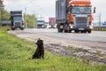 Waiting Lonely Stray Homeless Dog on the road Royalty Free Stock Photo